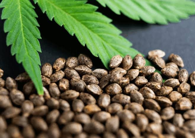 Cannabis, CBD & Hemp