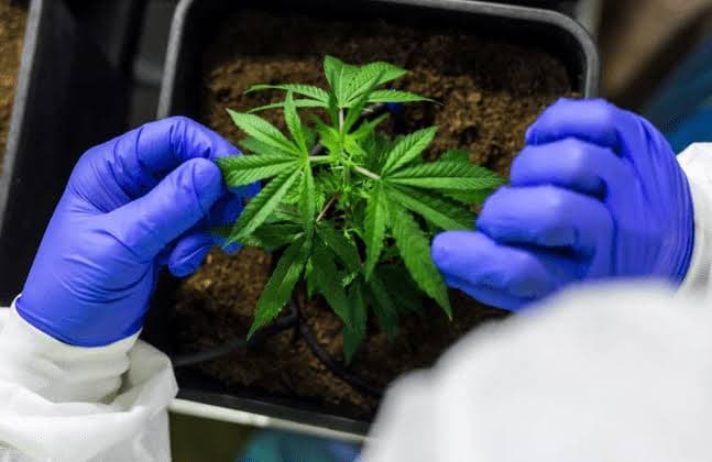 Cannabis Terpene Profile Testing